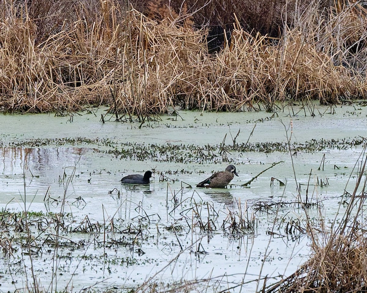 Blue-winged Teal - ML647575221