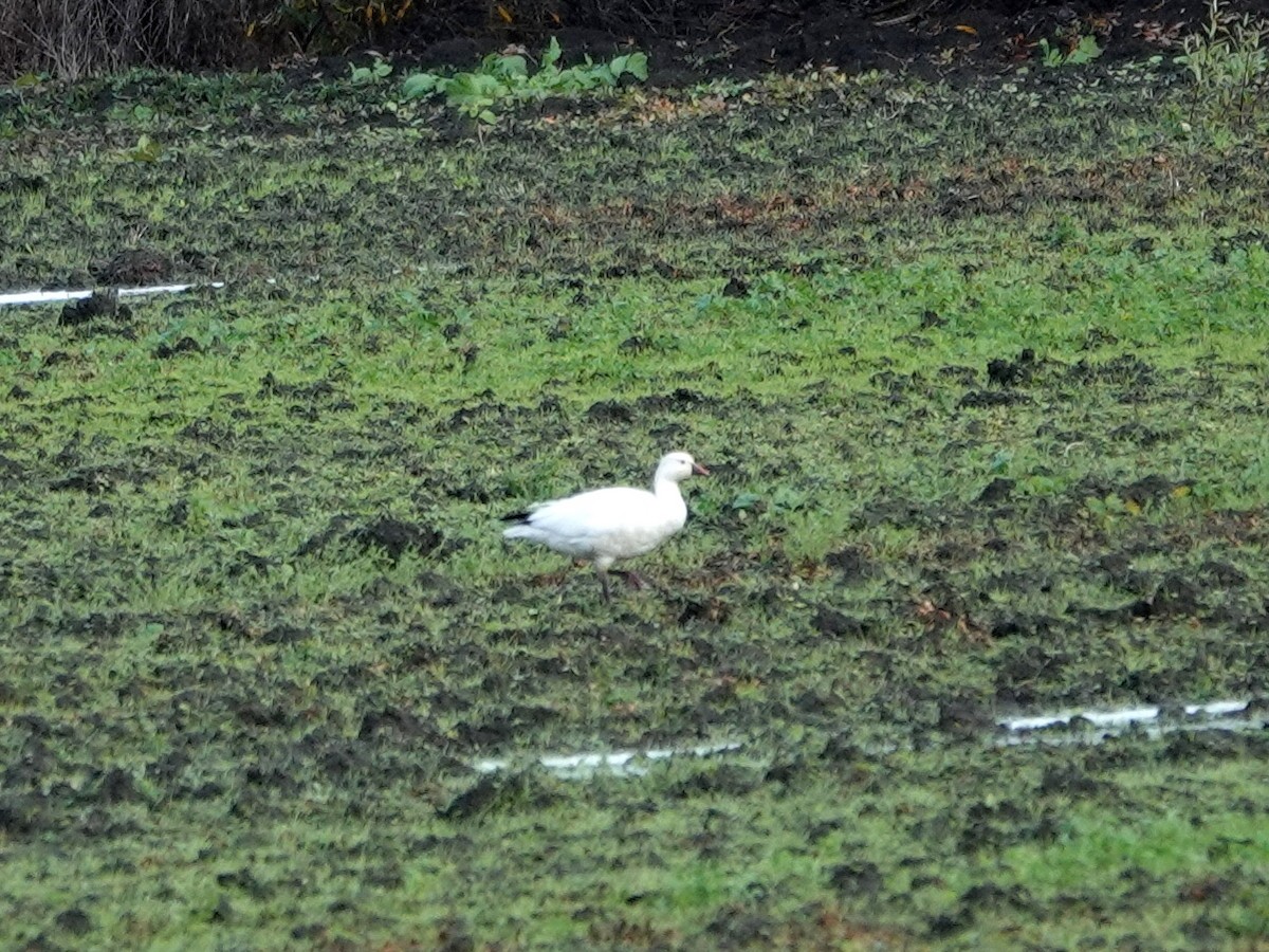 Ross's Goose - ML647575222