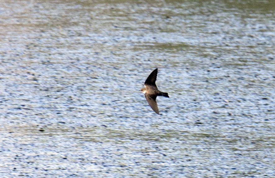 Eurasian Crag-Martin - ML647575223