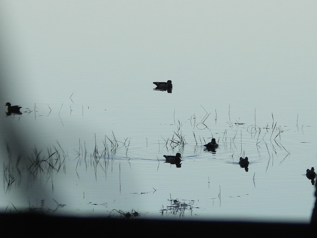 Wood Duck - ML647575224