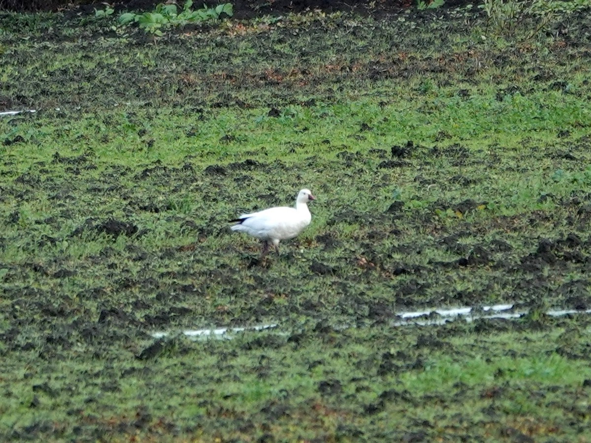 Ross's Goose - ML647575226