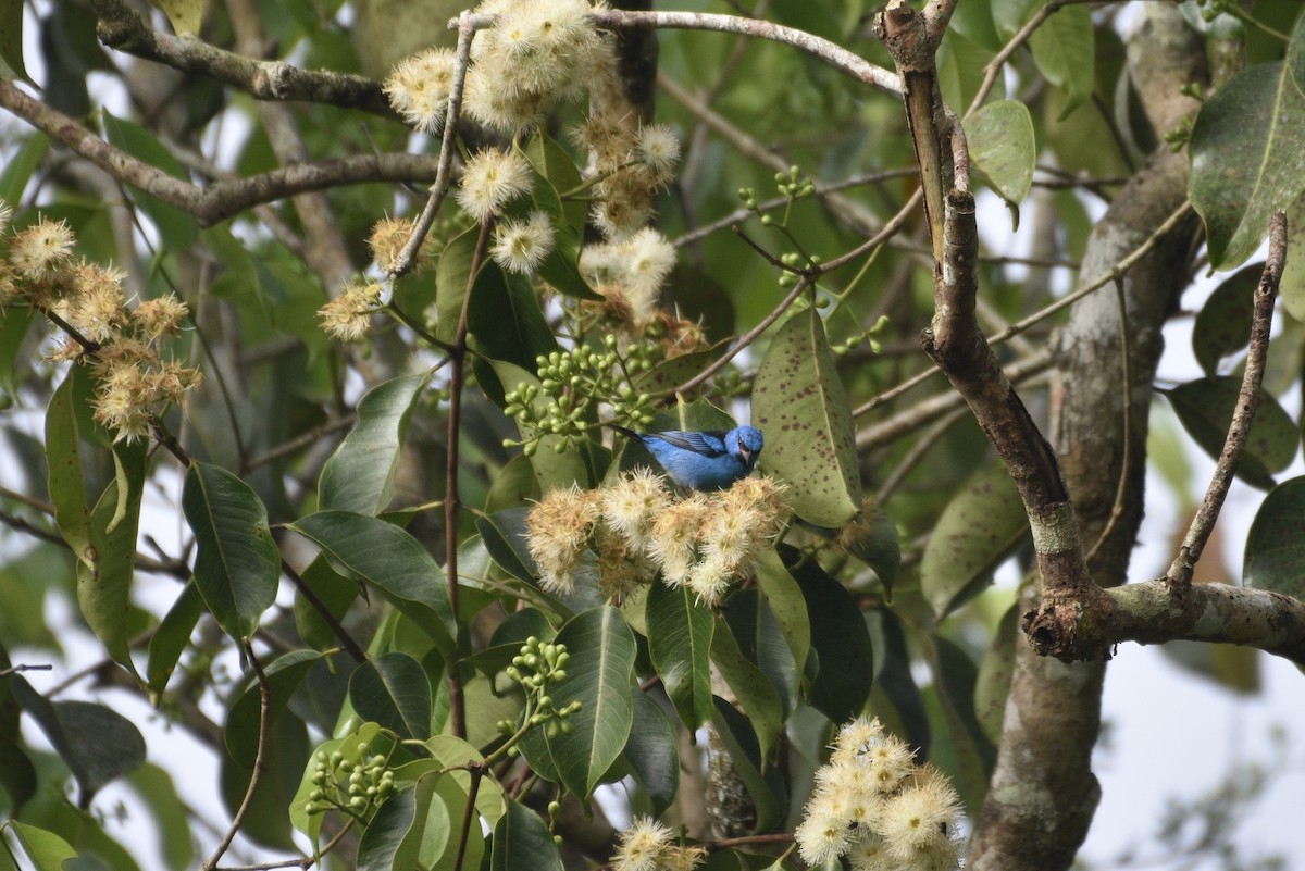 Blue Dacnis - ML647575227