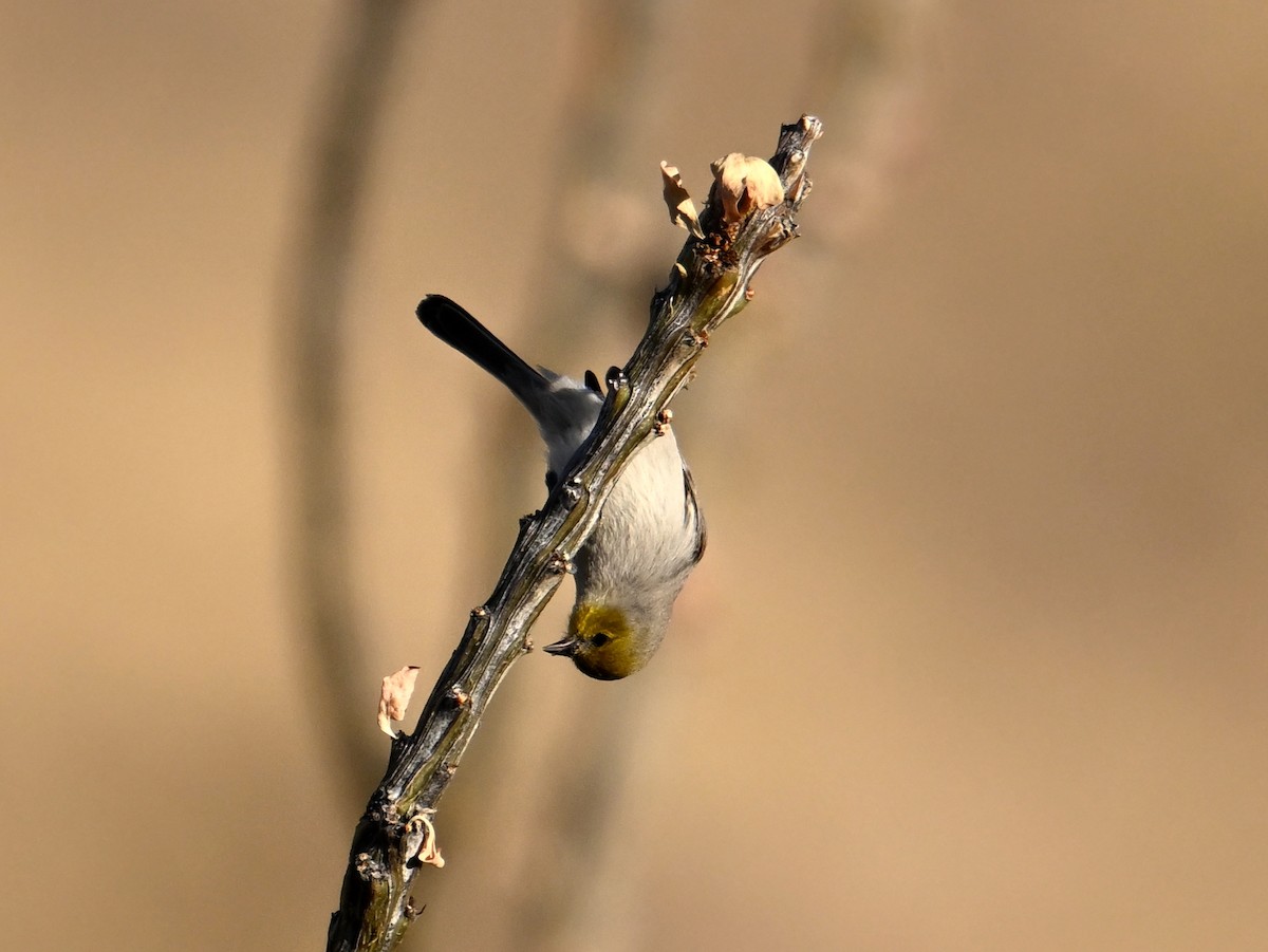 Verdin - ML647575228