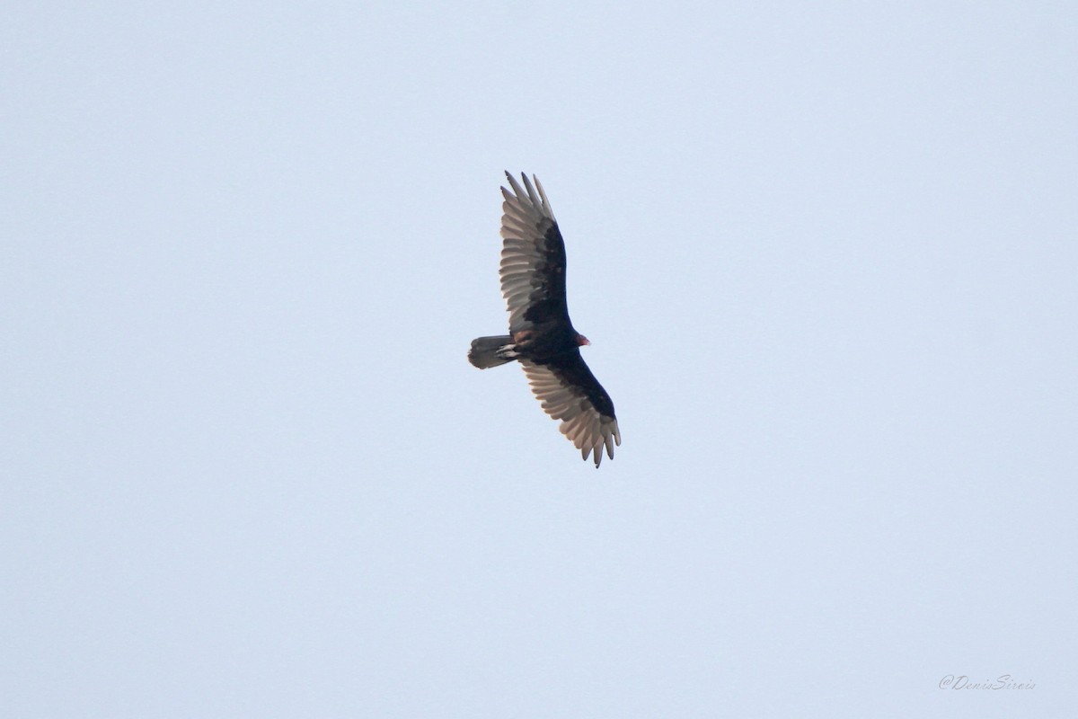 Turkey Vulture - ML647575229