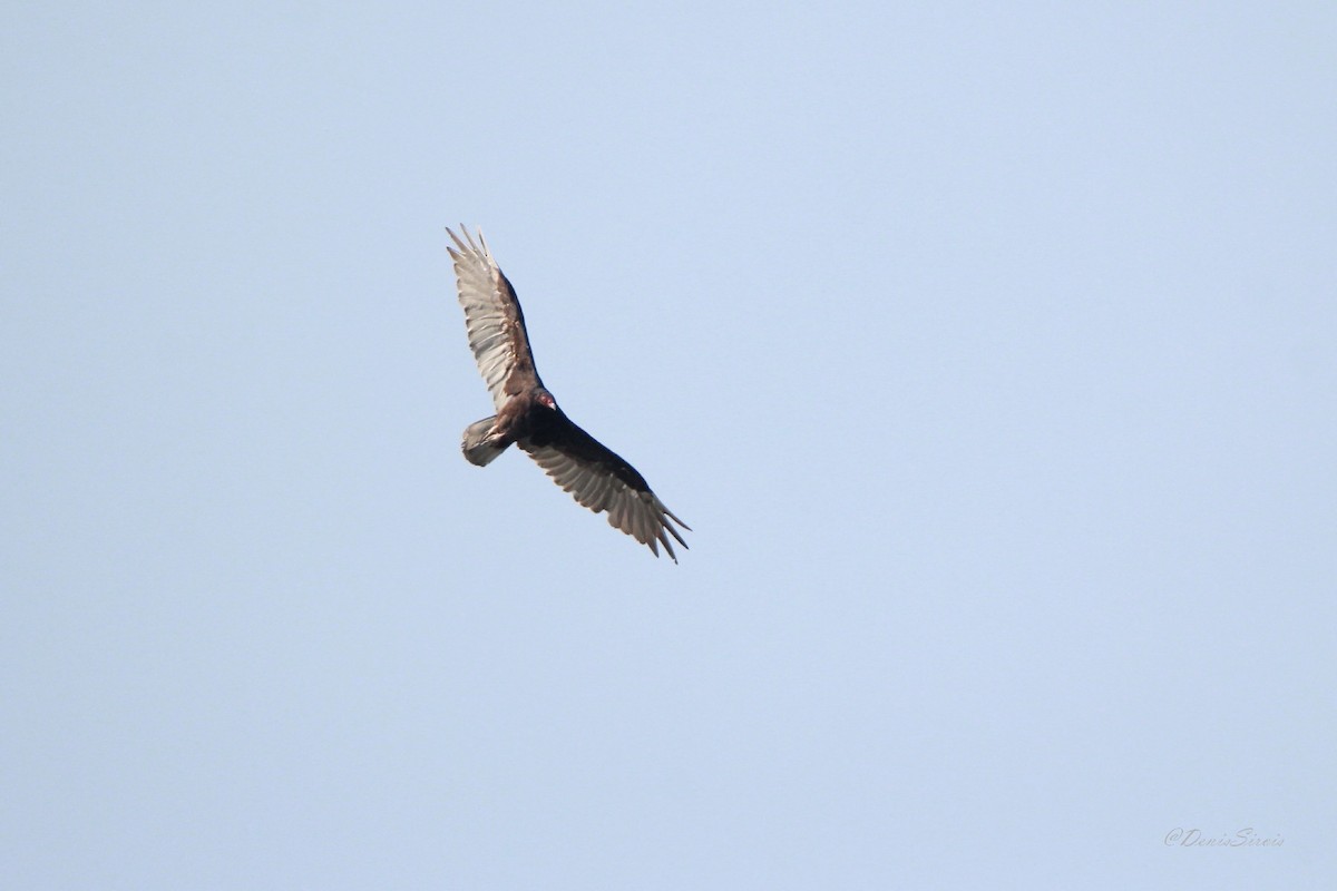 Turkey Vulture - ML647575230