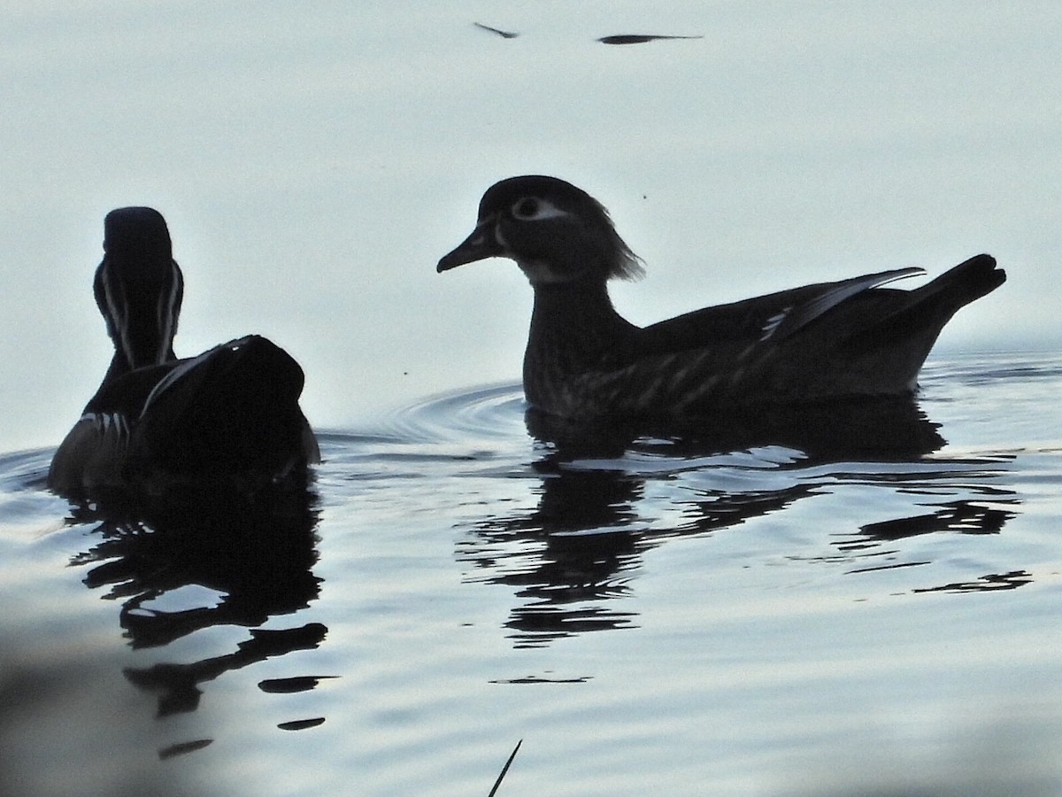 Wood Duck - ML647575232