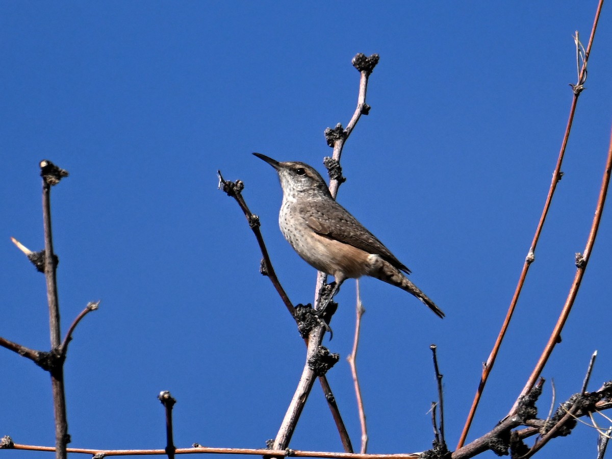 Rock Wren - ML647575239