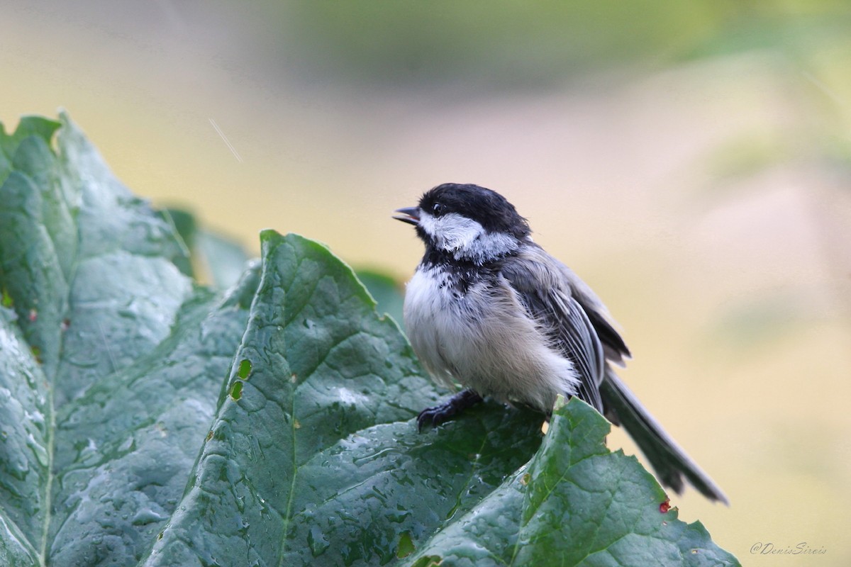 Black-capped Chickadee - ML647575240