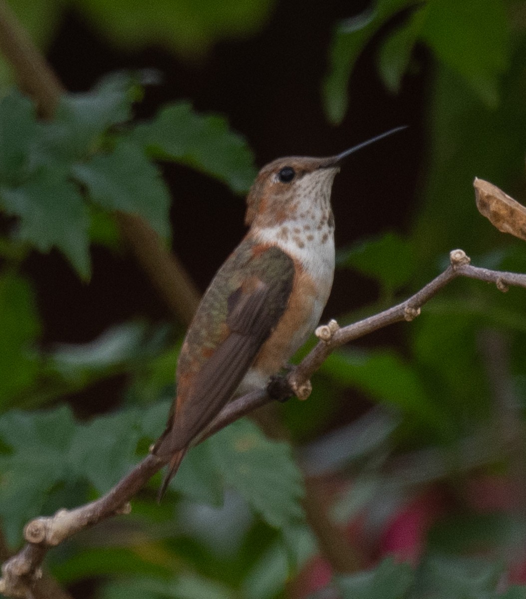Rufous Hummingbird - ML647575247