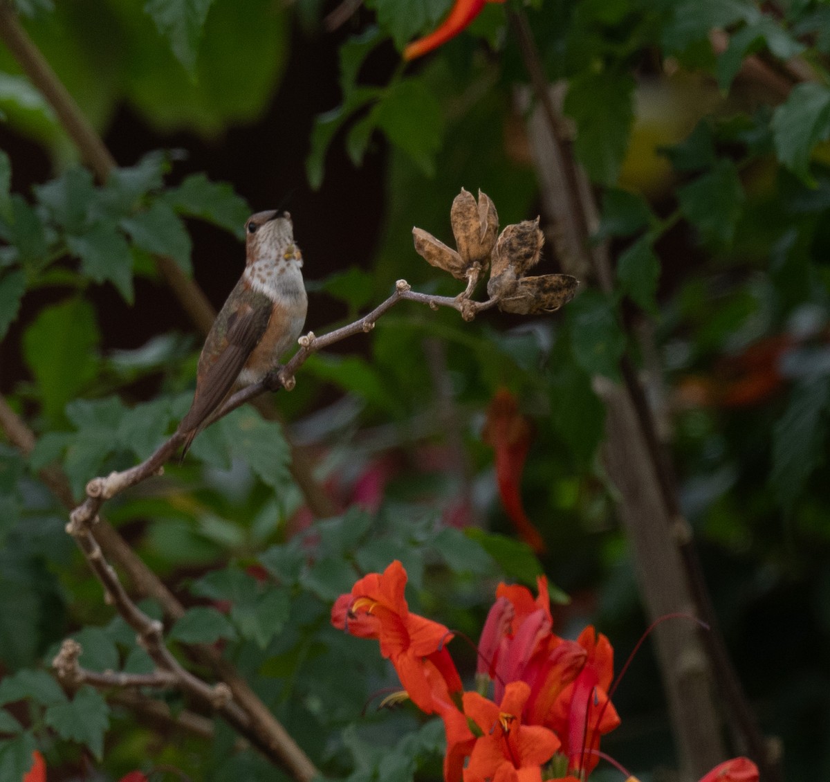 Rufous Hummingbird - ML647575248