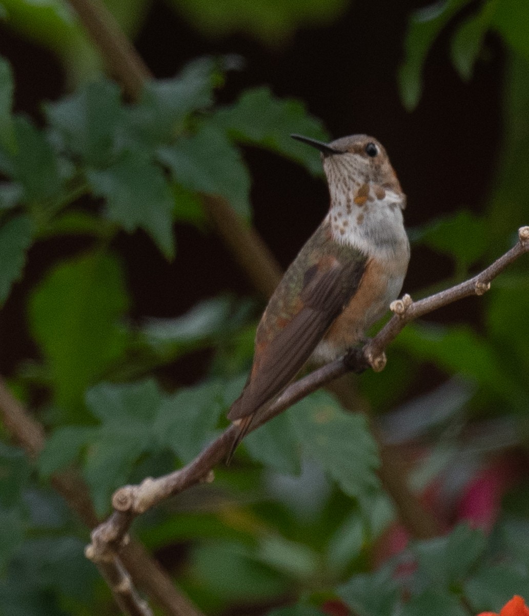 Rufous Hummingbird - ML647575249