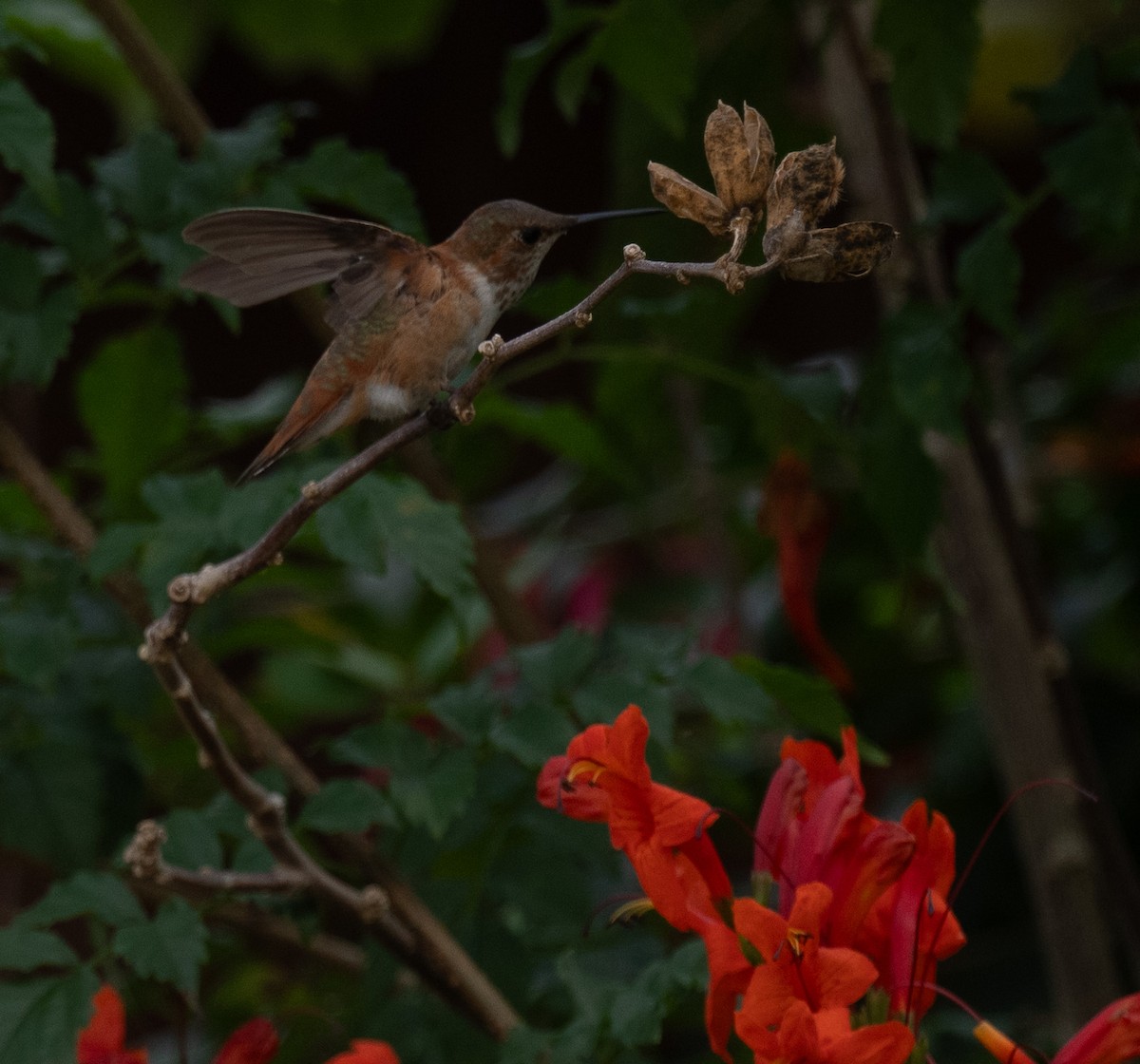 Rufous Hummingbird - ML647575251