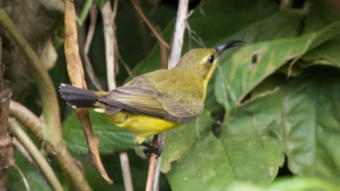 Sahul Sunbird - ML647575268