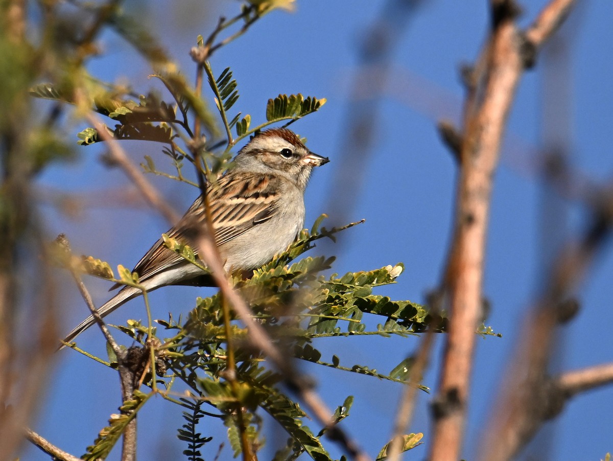 Chipping Sparrow - ML647575278