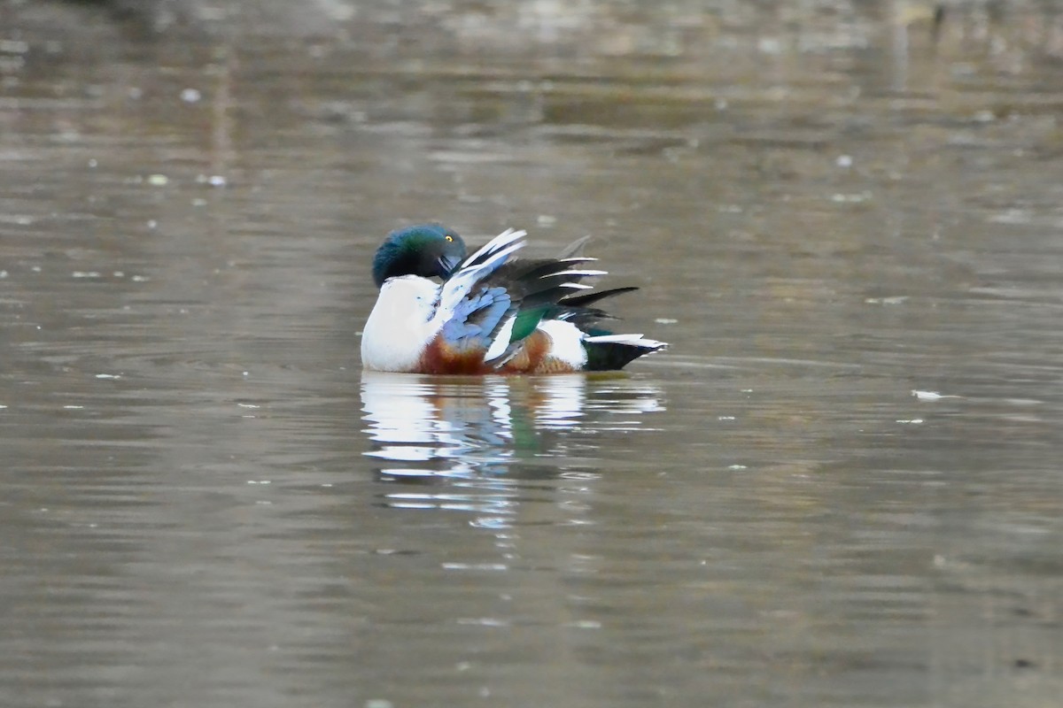 Northern Shoveler - ML647575280