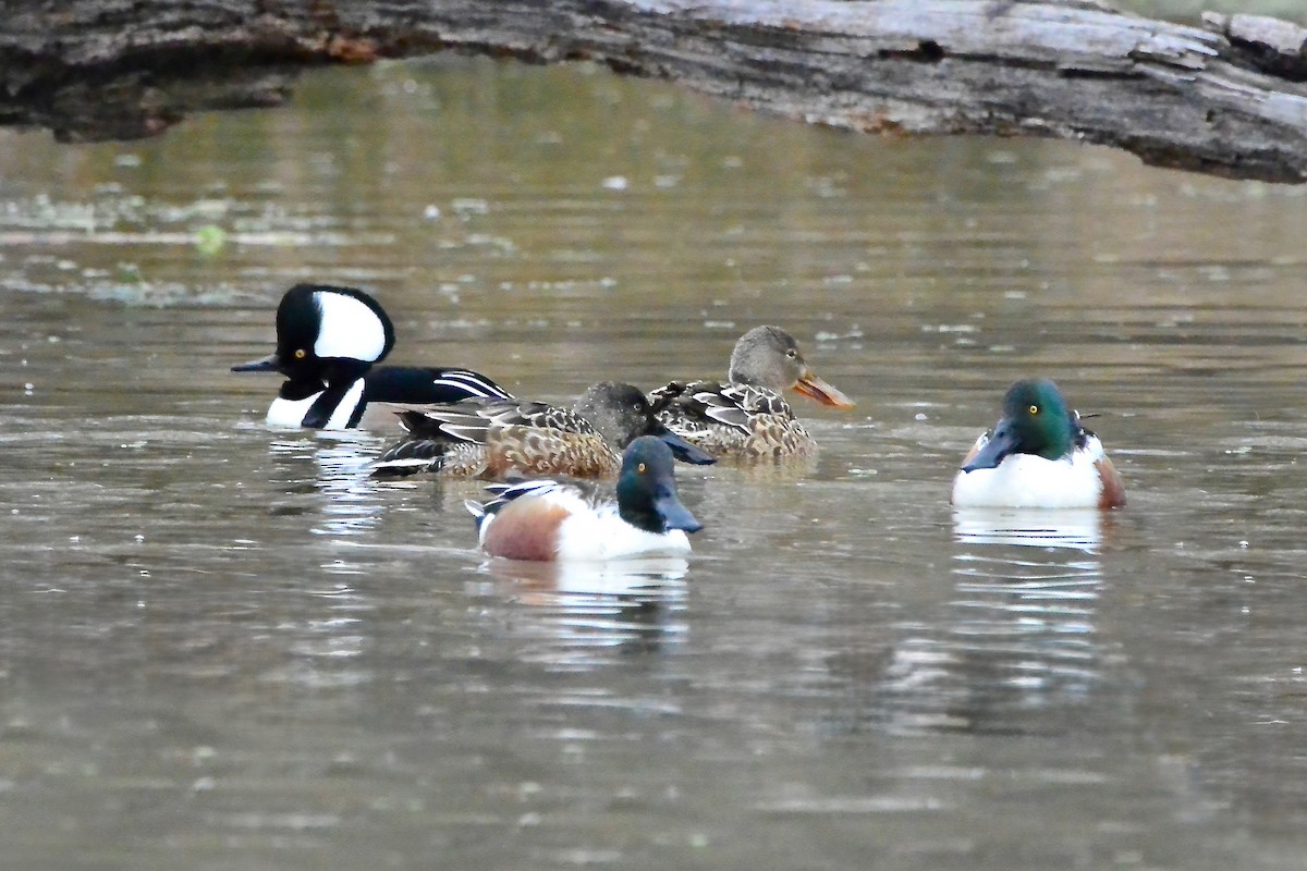 Northern Shoveler - ML647575281