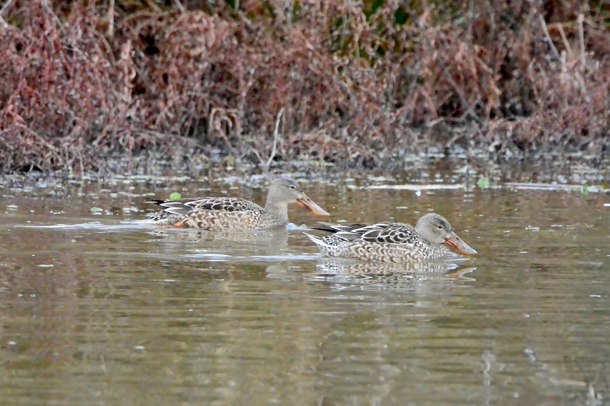Northern Shoveler - ML647575282