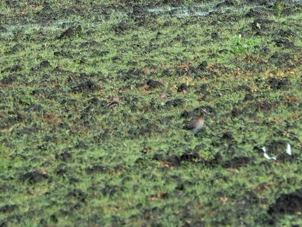 Wilson's Snipe - ML647575288