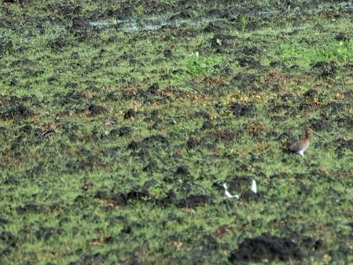 Wilson's Snipe - ML647575292