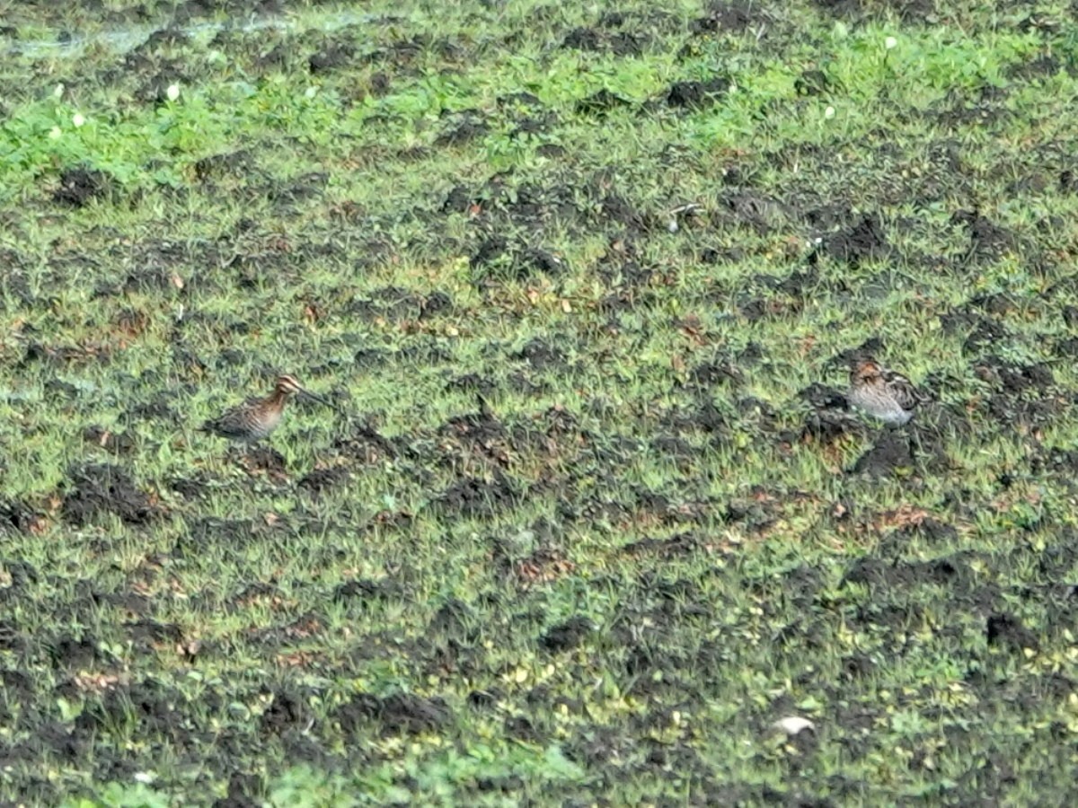 Wilson's Snipe - ML647575299