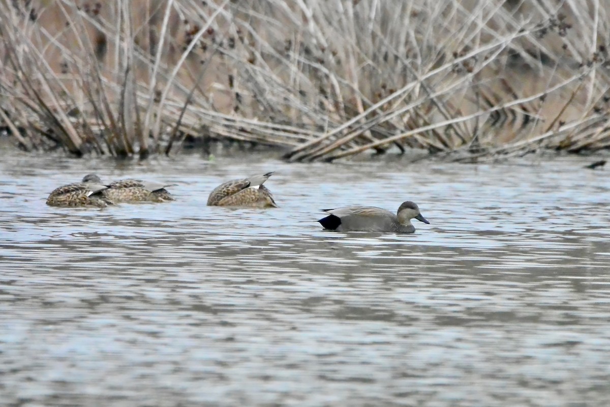 Gadwall - ML647575301