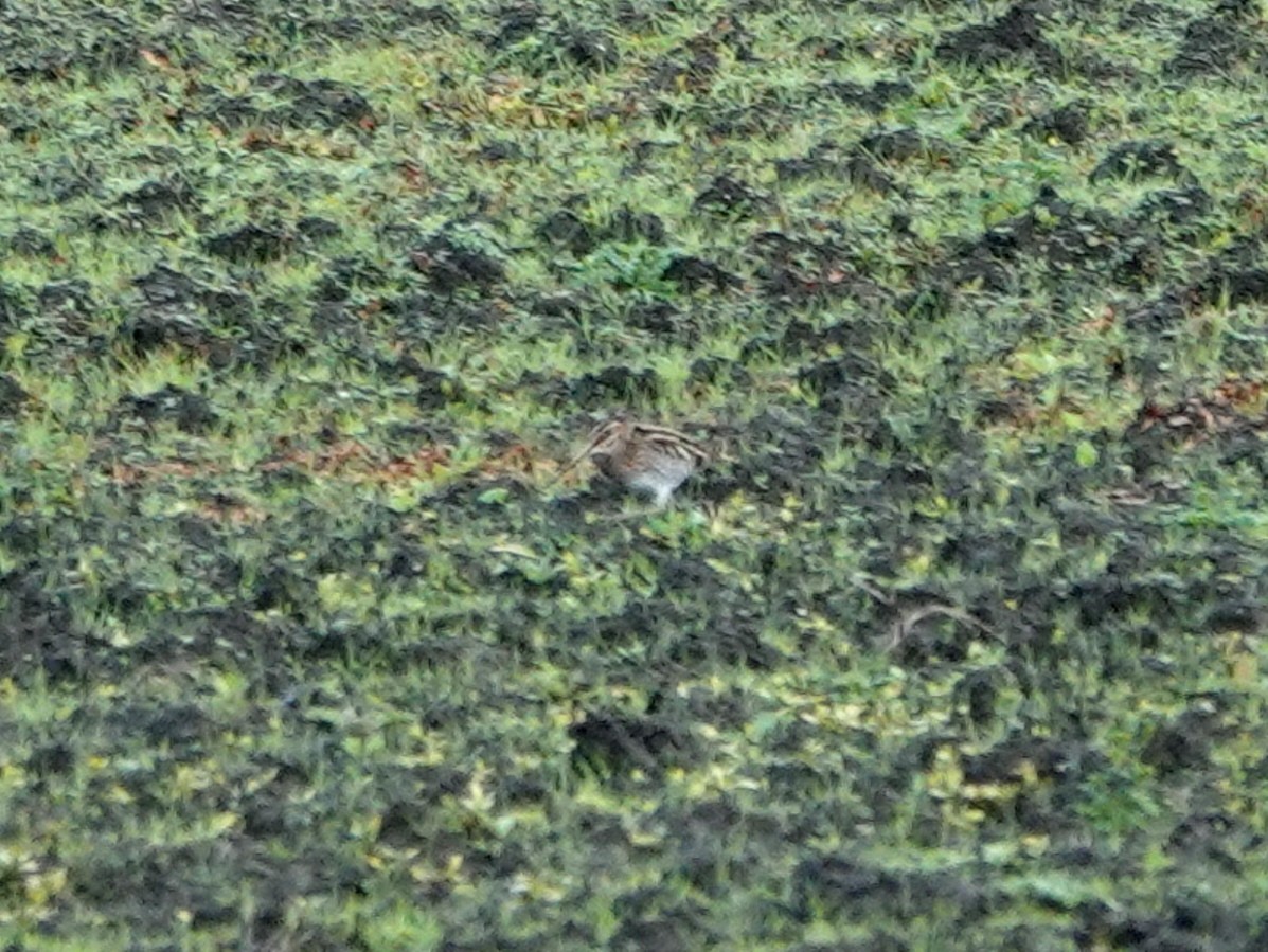 Wilson's Snipe - ML647575309