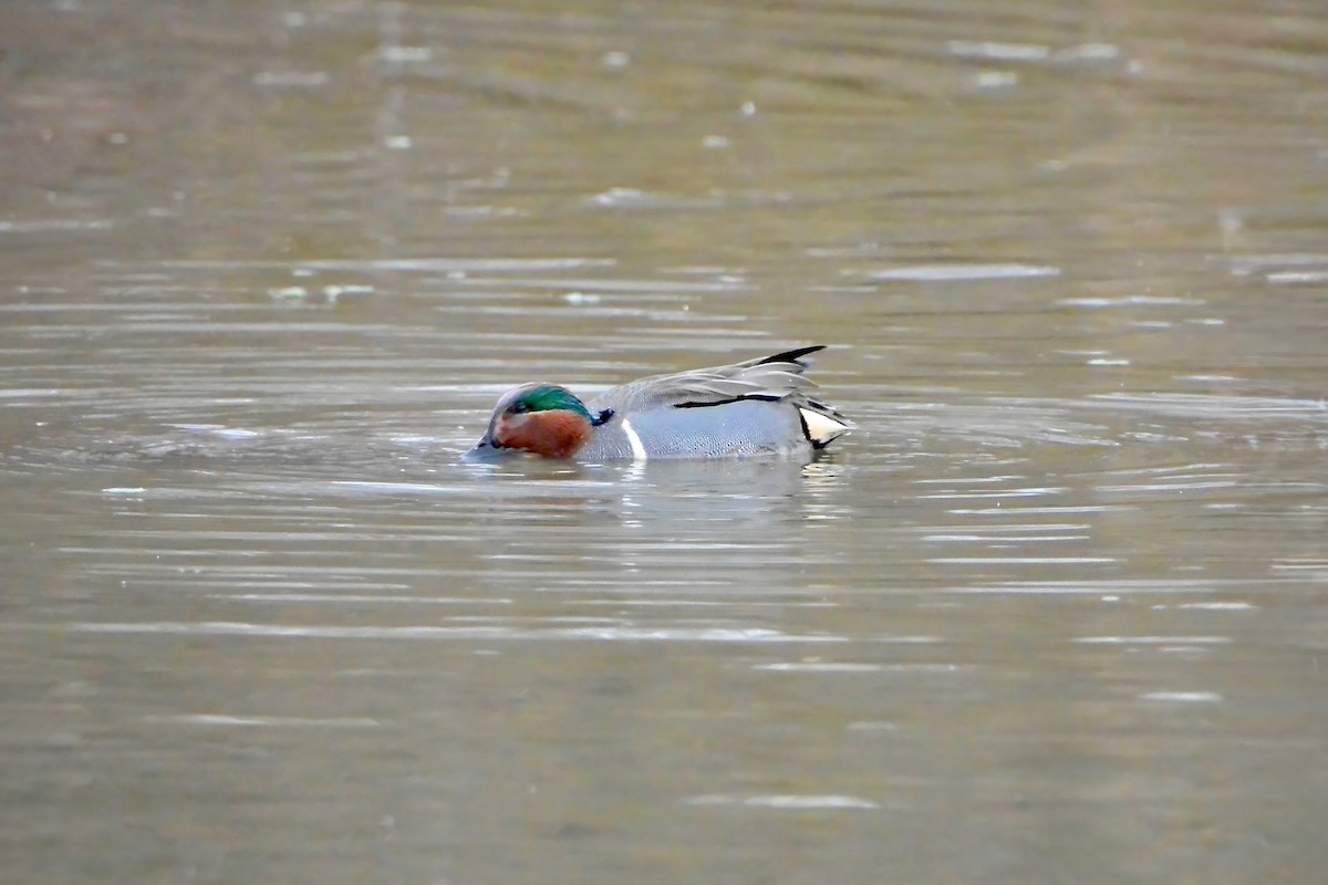 Green-winged Teal - ML647575314