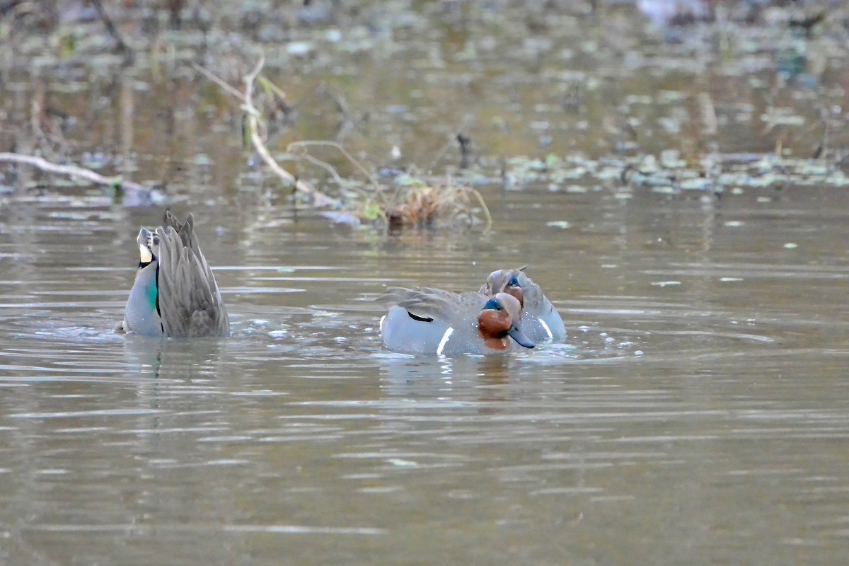 Green-winged Teal - ML647575315