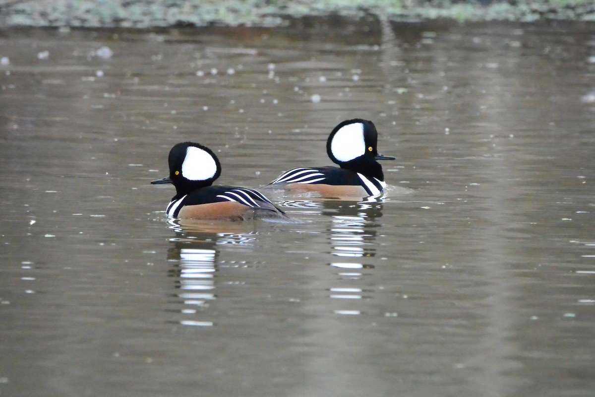 Hooded Merganser - ML647575325