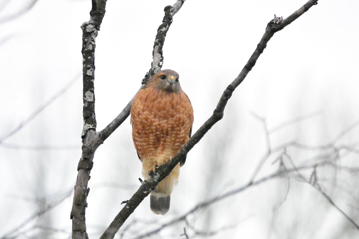 Red-shouldered Hawk - ML647575328