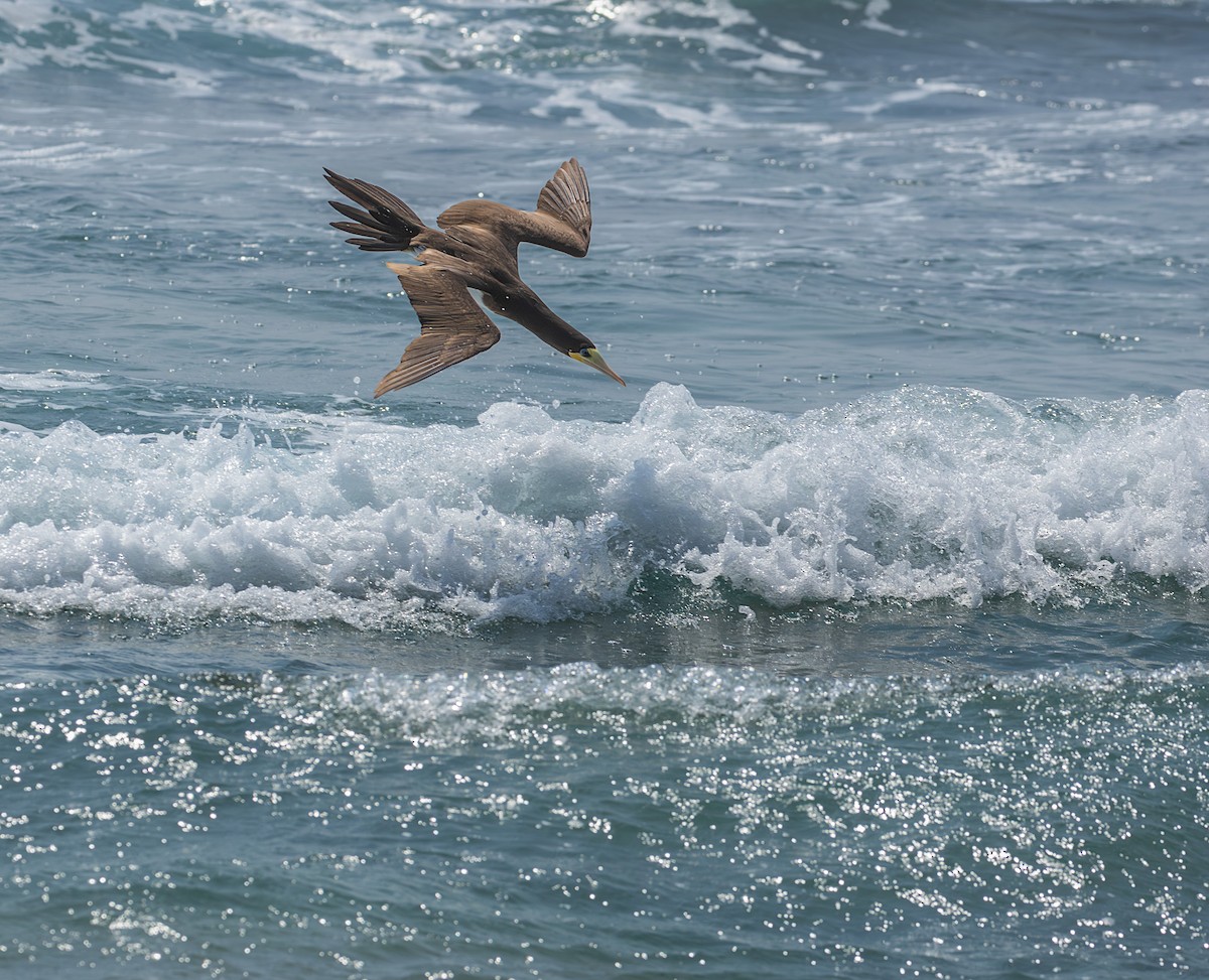 Brown Booby - ML647575331