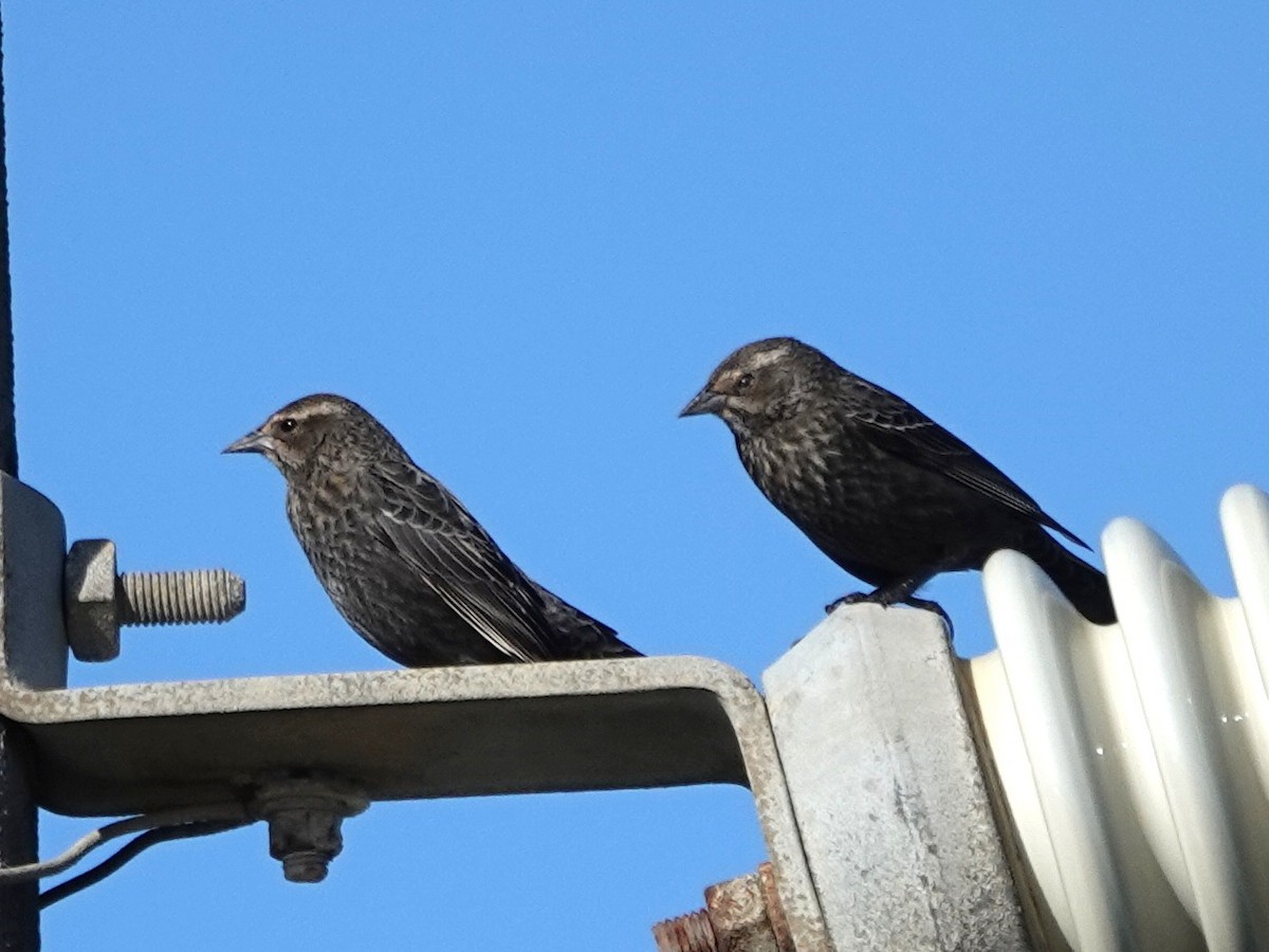 Tricolored Blackbird - ML647575336