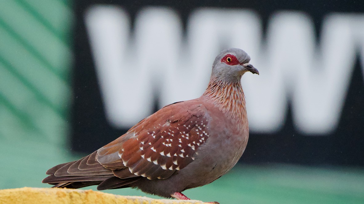 holub skvrnitý - ML647575337