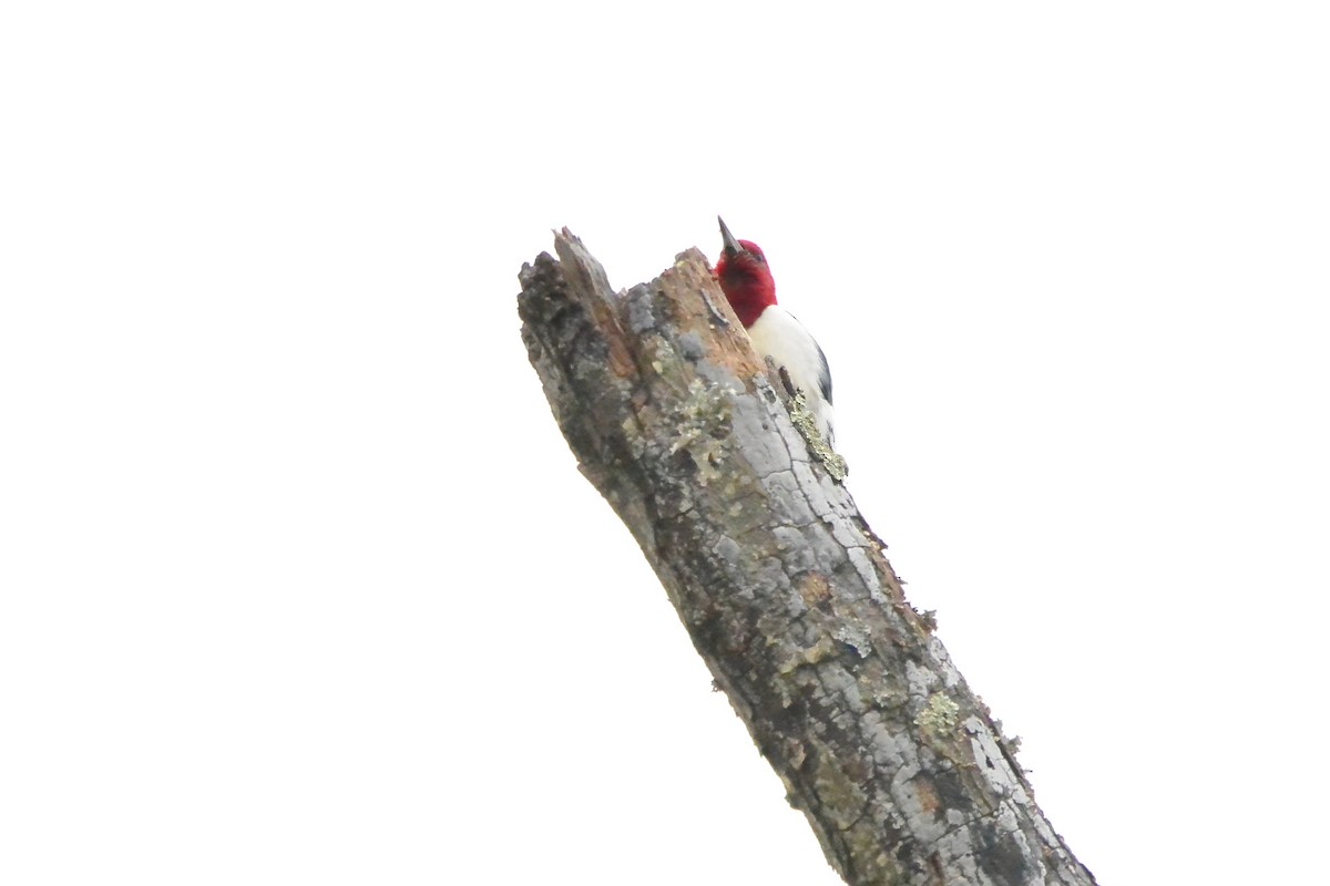 Red-headed Woodpecker - ML647575338