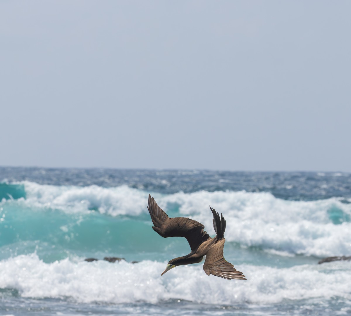 Brown Booby - ML647575342