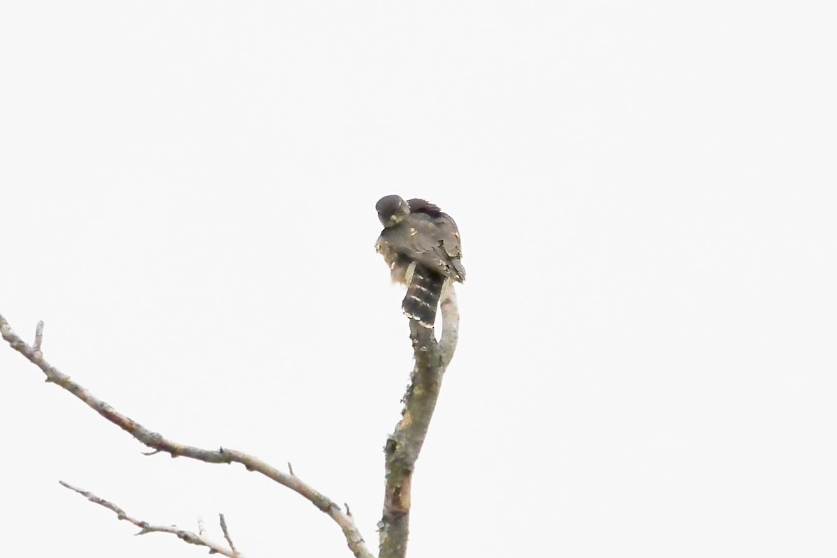 Merlin - ML647575343