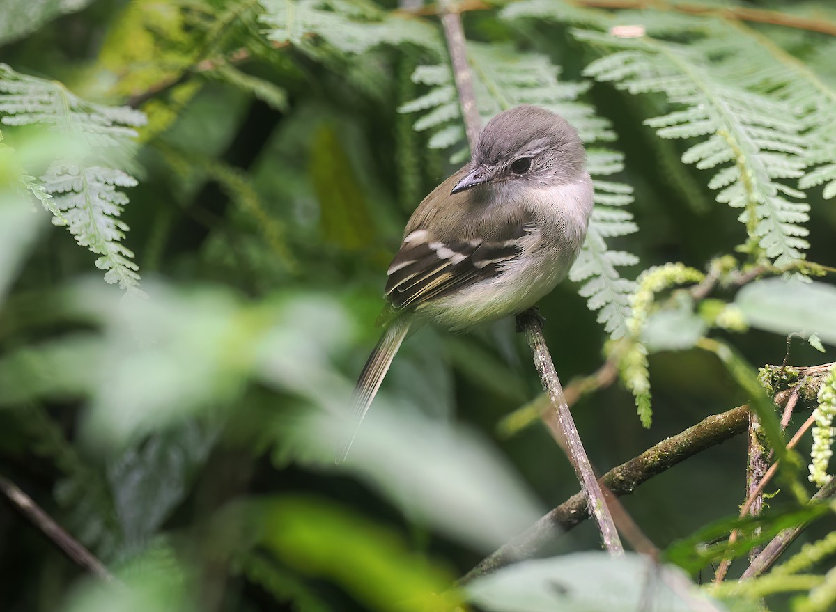 Mosquero Pechigrís - ML647575347