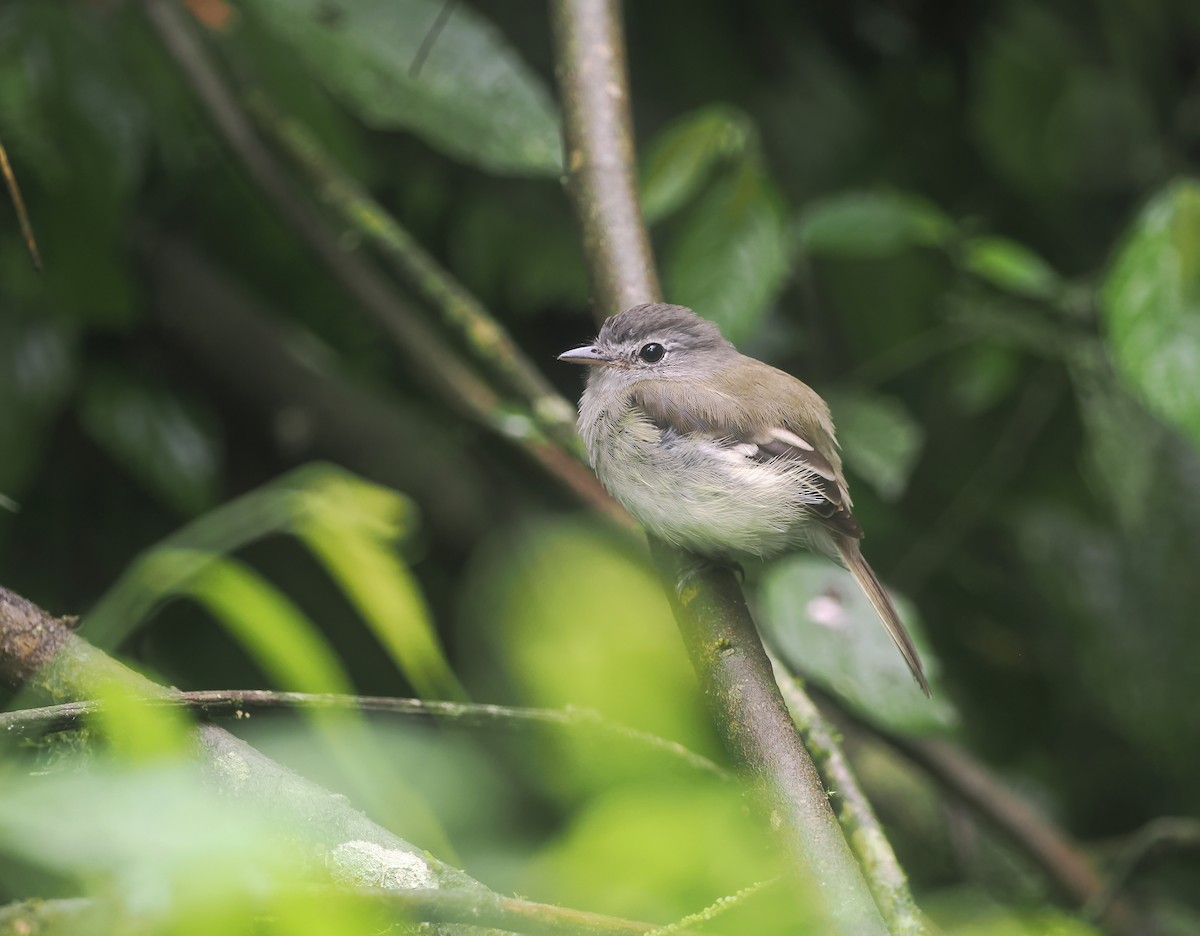 Mosquero Pechigrís - ML647575350
