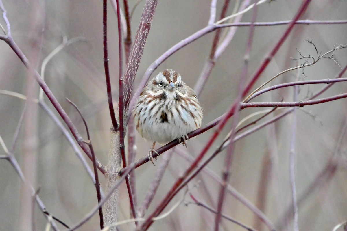 Song Sparrow - ML647575351