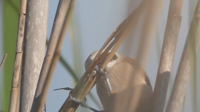 moudivláček lužní - ML647575352