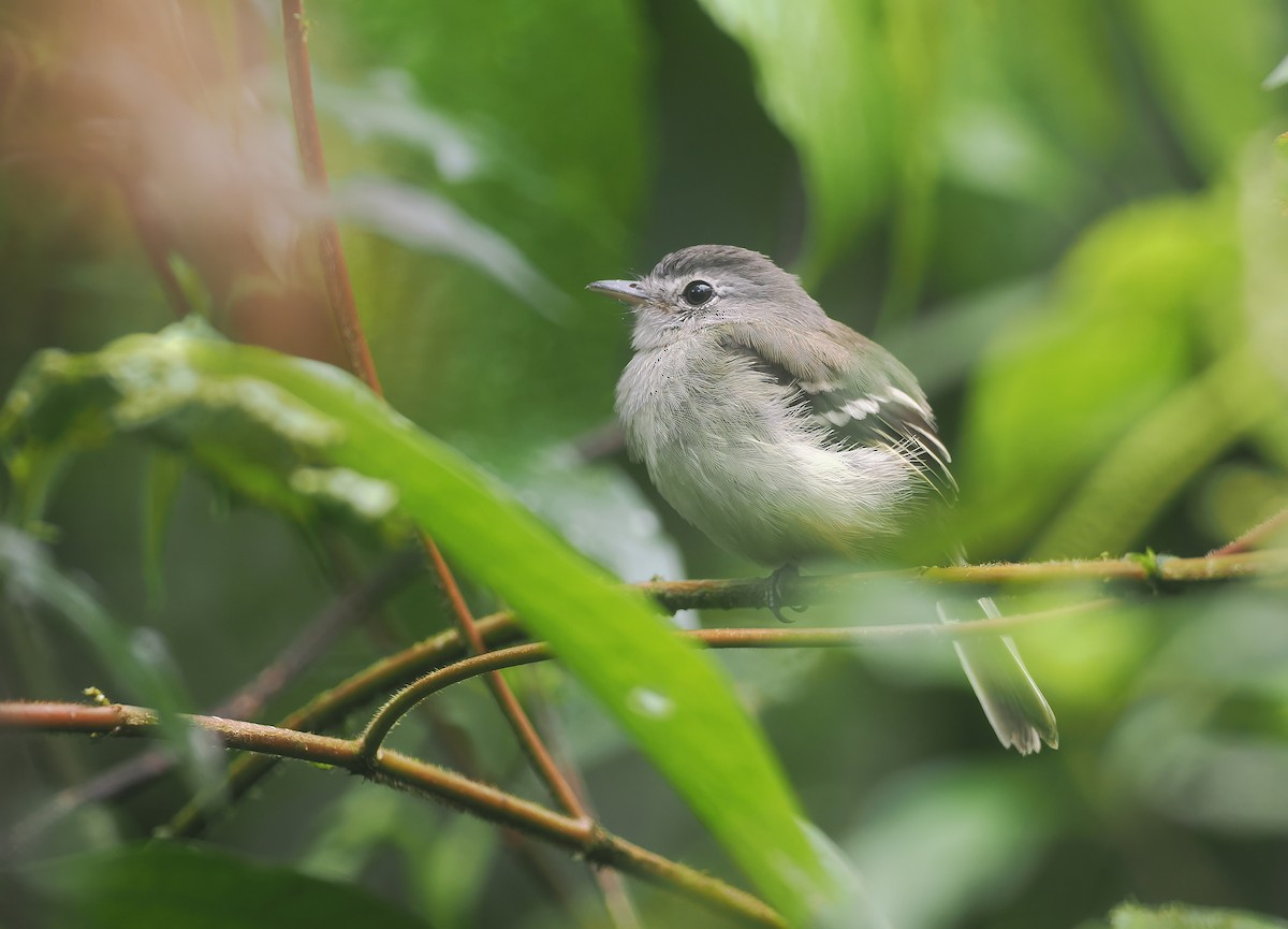Mosquero Pechigrís - ML647575354