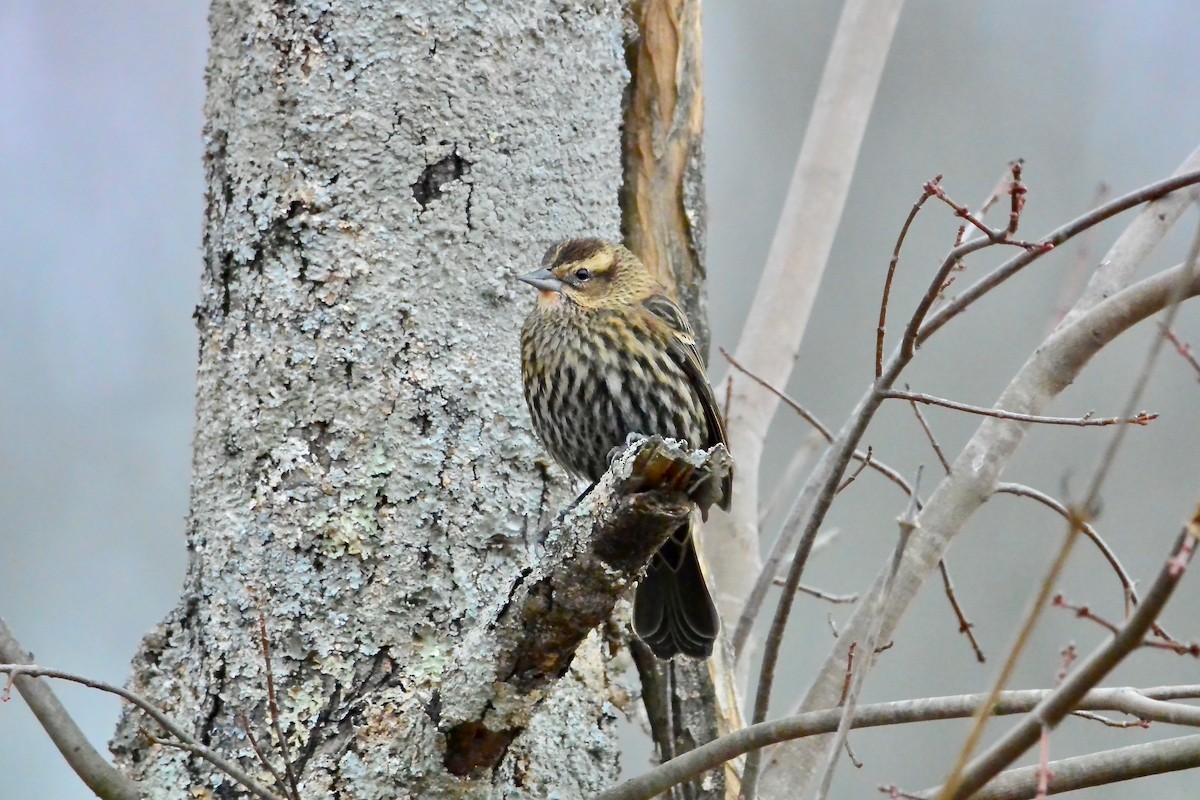 Red-winged Blackbird - ML647575361