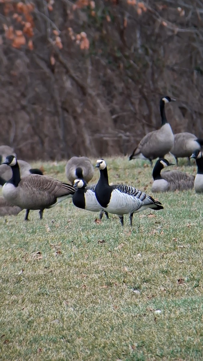 Barnacle Goose - ML647575362