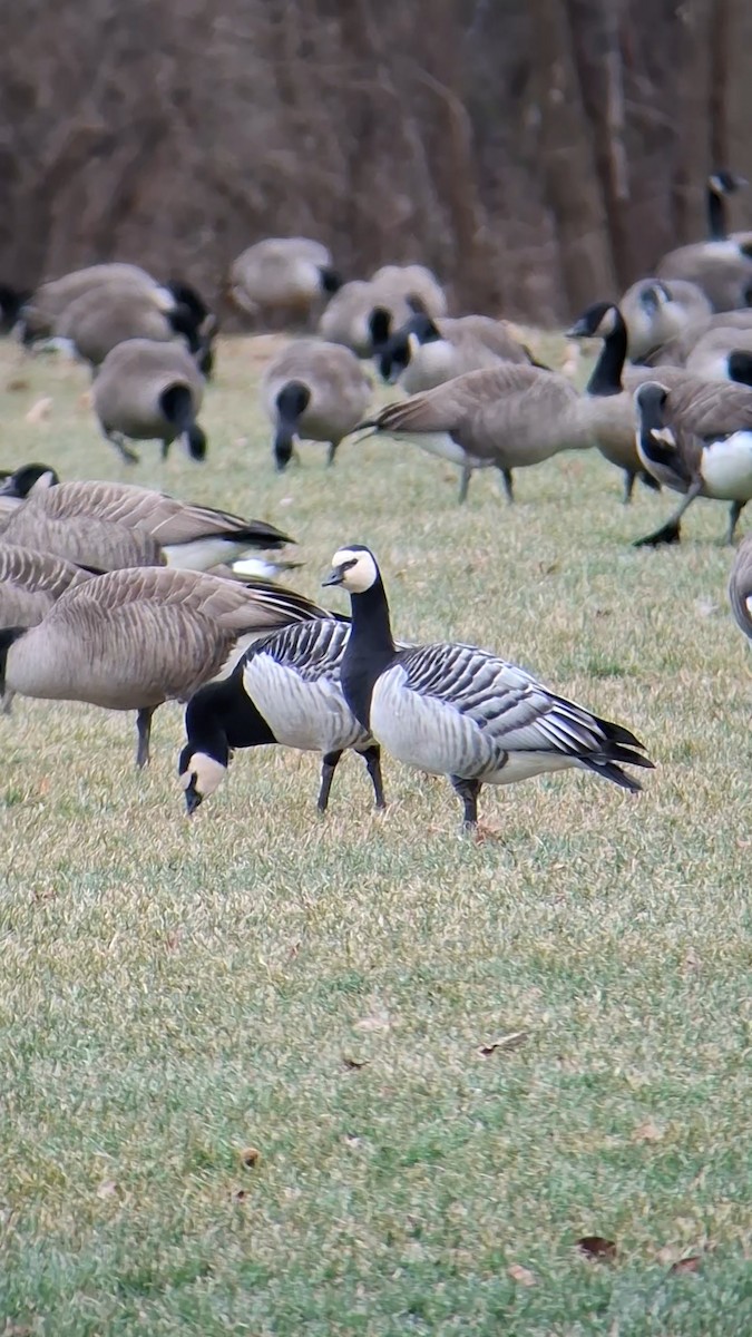 Barnacle Goose - ML647575363