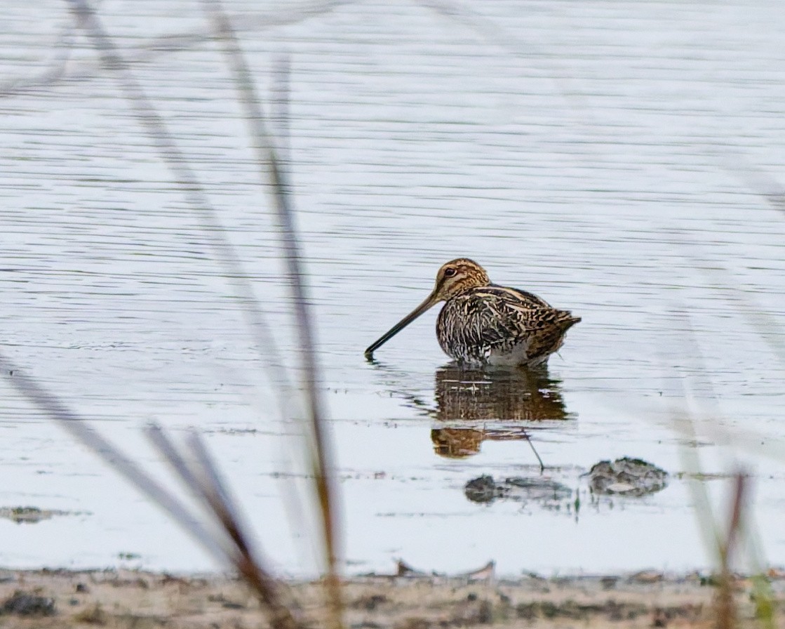 Wilson's Snipe - ML647575384