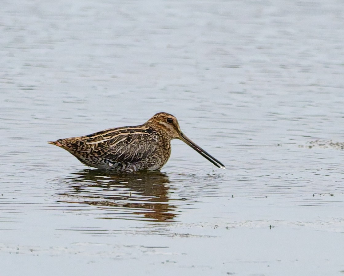 Wilson's Snipe - ML647575390