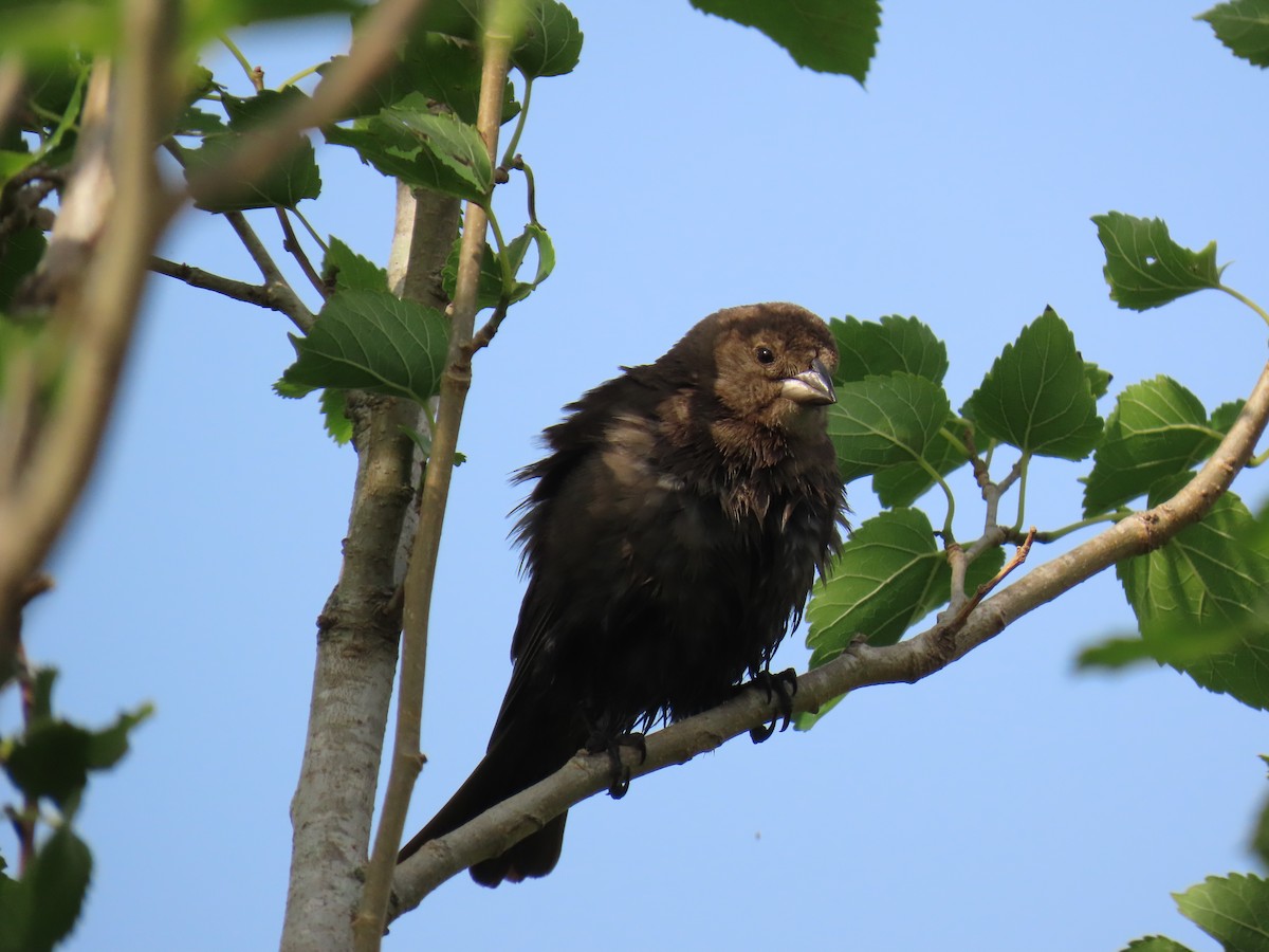 brunhodetrupial - ML647575393