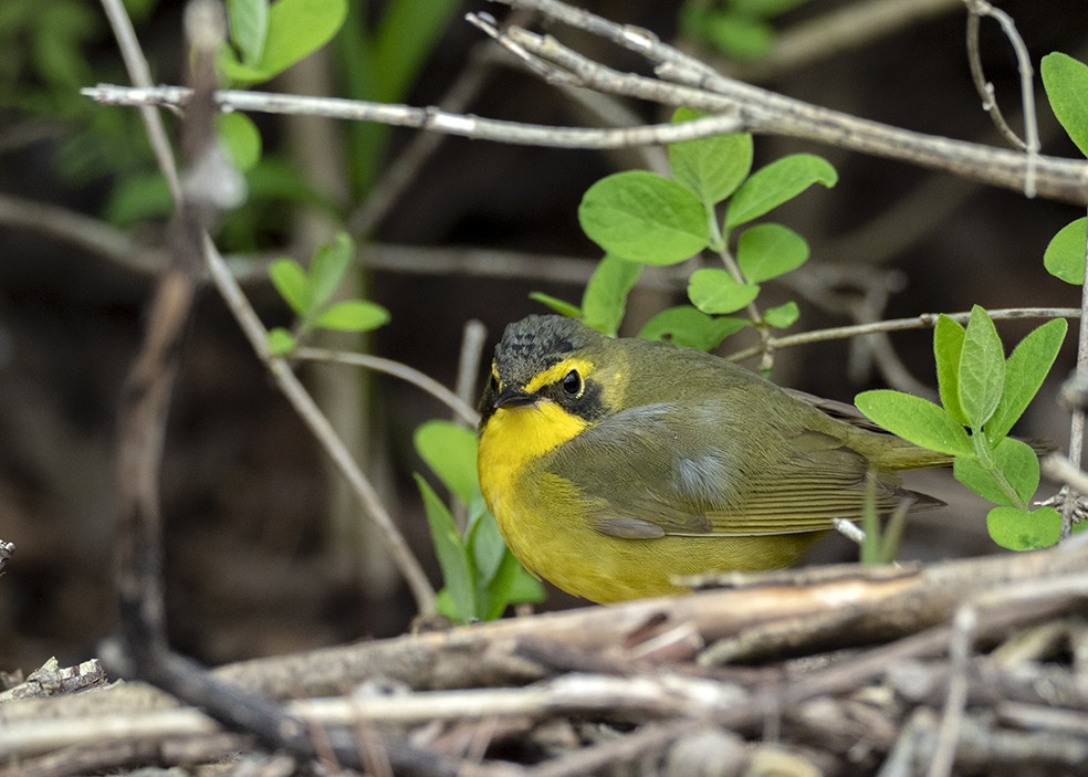 kentuckyparula - ML647575420