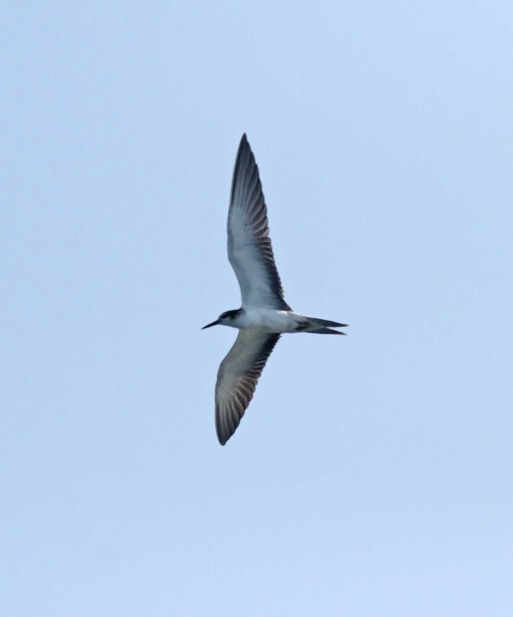 Bridled Tern - ML647575429