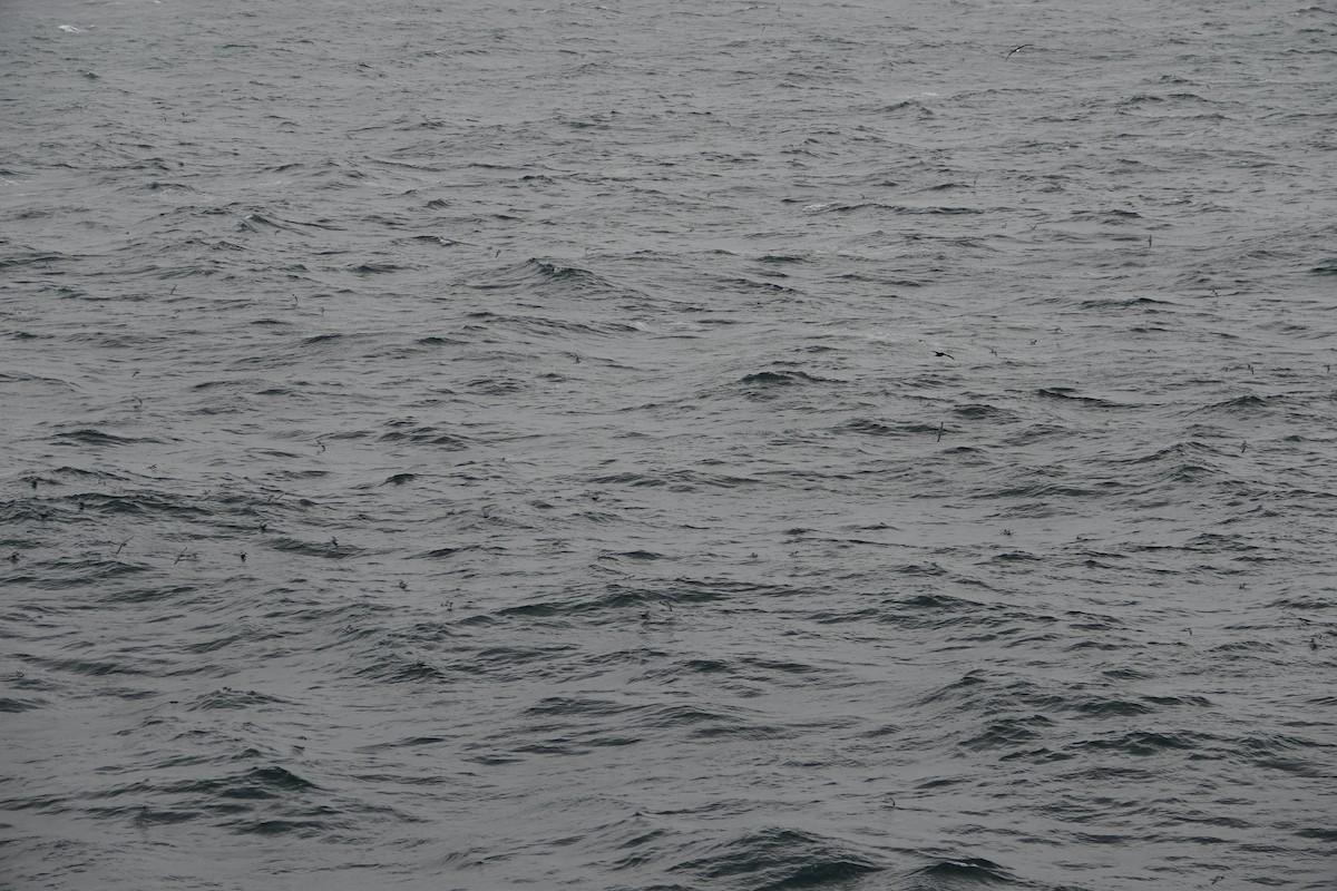 Antarktik Priyonu - ML647575433